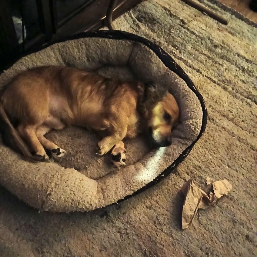 Enlarge Charlie, a ADOPTABLE mixed breed in Manhasset, NY image 5/5