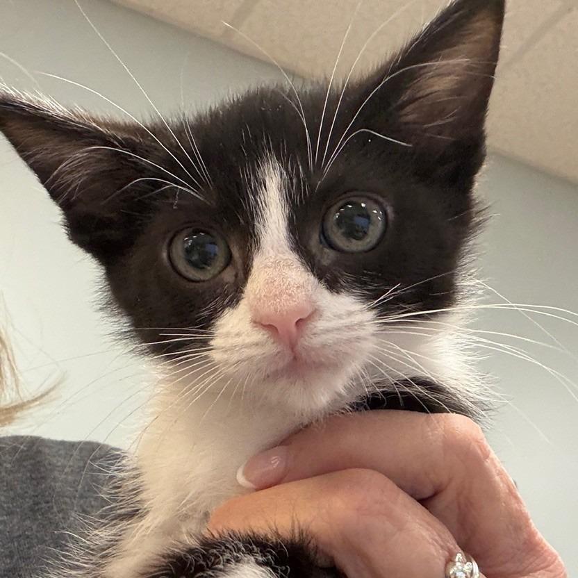 Enlarge Brianna, a Adoptable Domestic Short Hair in Greensboro, GA image 1/2