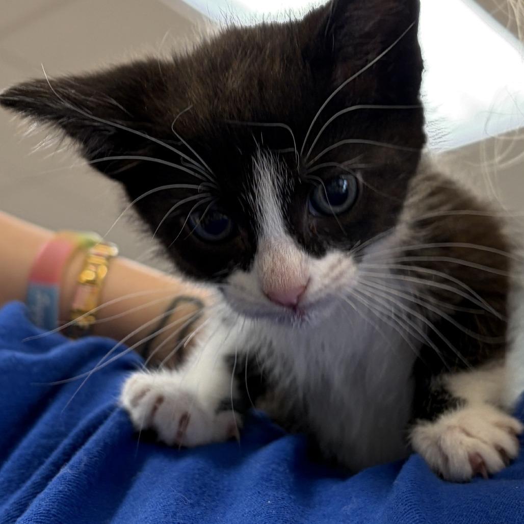 Enlarge Brianna, a Adoptable Domestic Short Hair in Greensboro, GA image 2/2