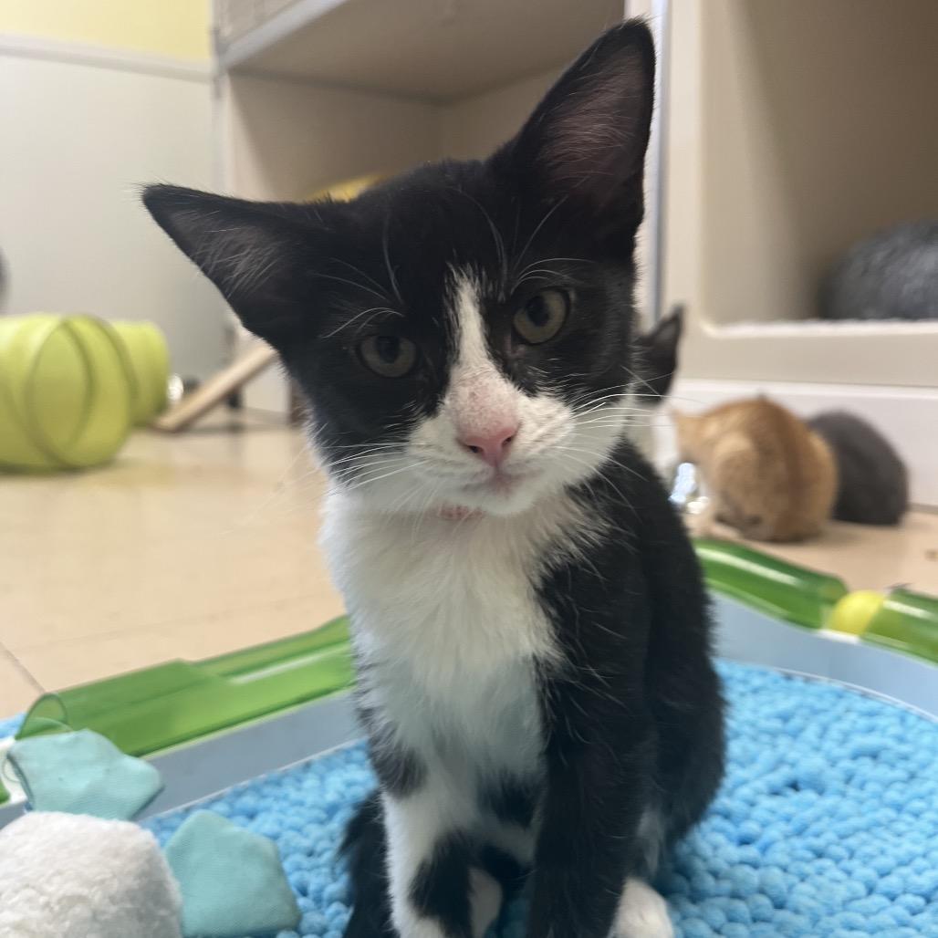 Enlarge Brianna, a Adoptable Domestic Short Hair in Greensboro, GA image 1/3