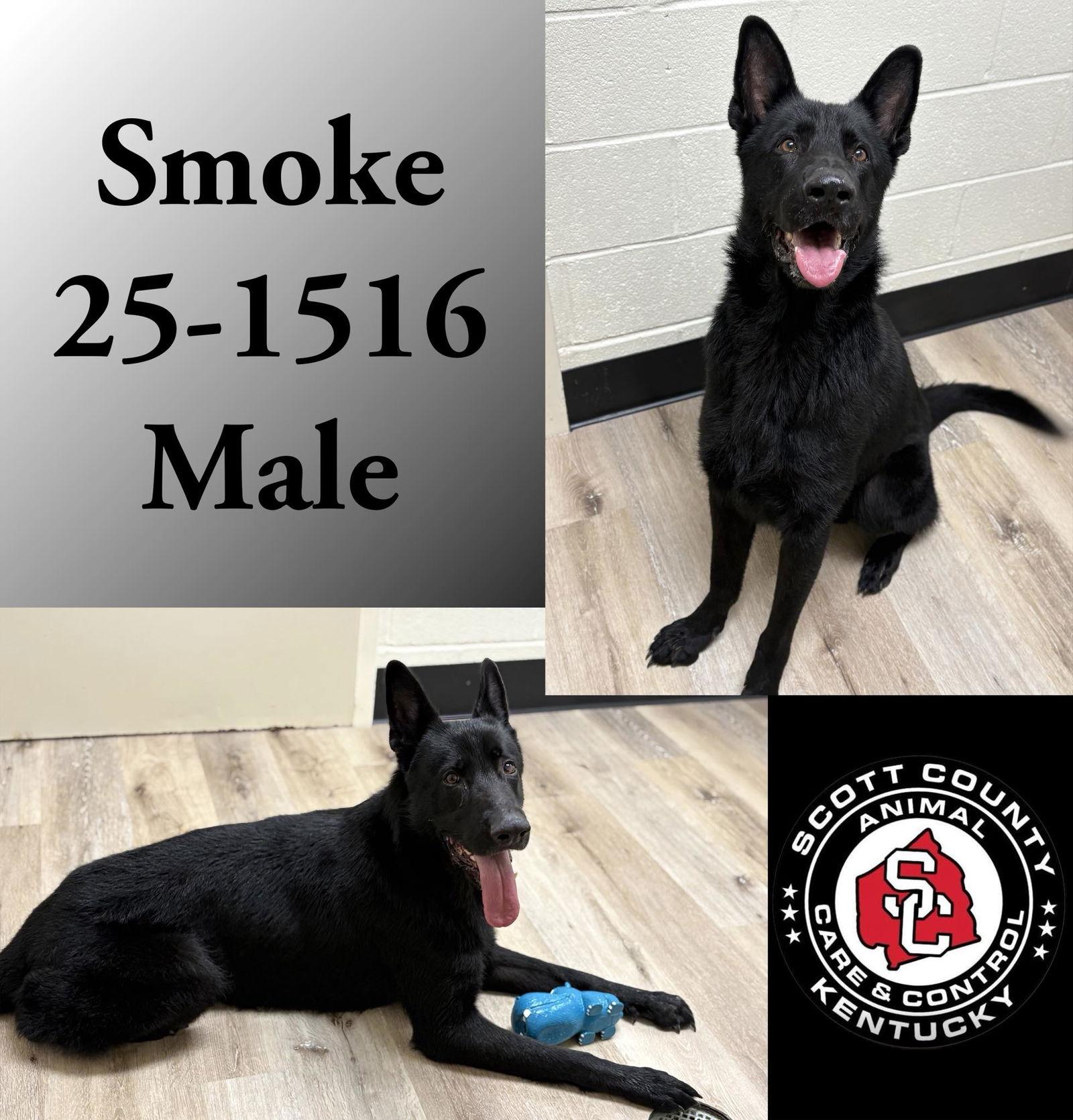 Enlarge Smoke, a Adoptable Belgian Shepherd / Malinois in Georgetown, KY image 1/1