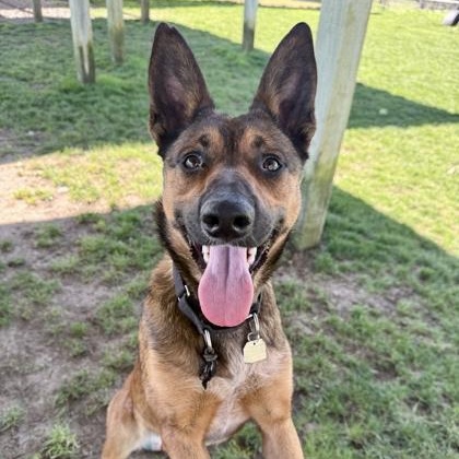 Prada, adopted, Adult Female Mixed Breed.