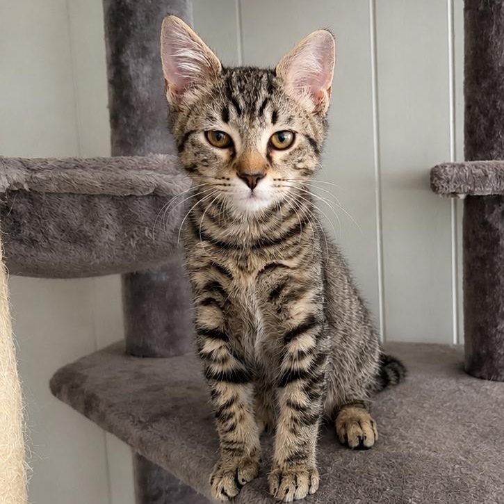 Poco, a Adoptable Domestic Short Hair in Charlotte, NC image 4/4