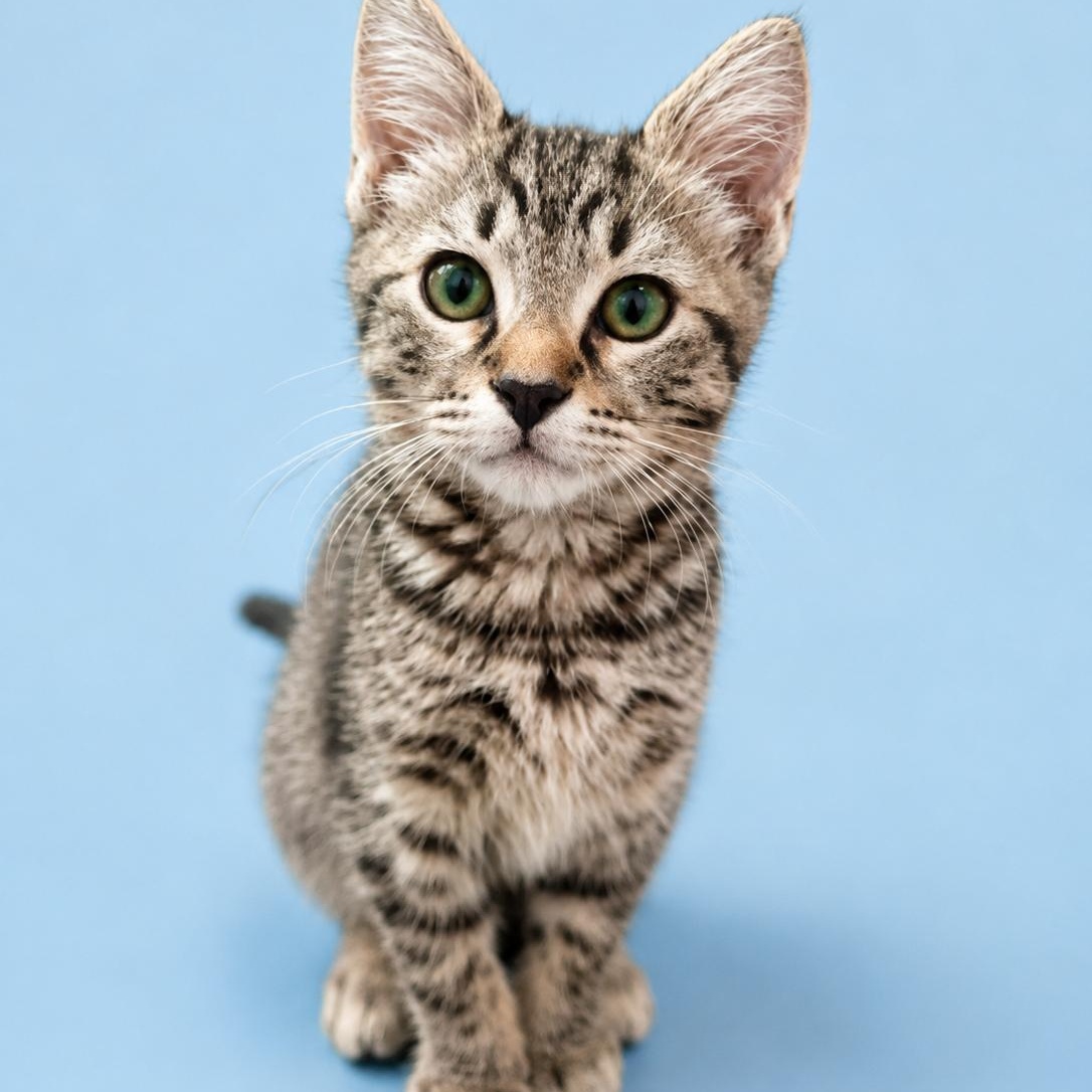 Poco, Adoptable, Kitten Male Domestic Short Hair.