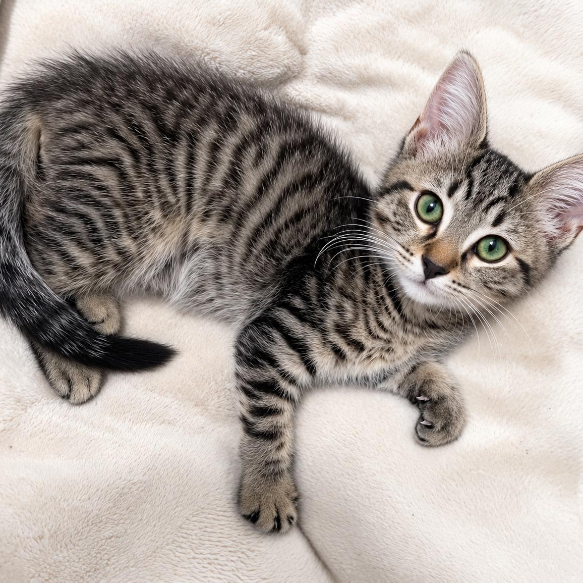 Poco, a Adoptable Domestic Short Hair in Charlotte, NC image 2/4