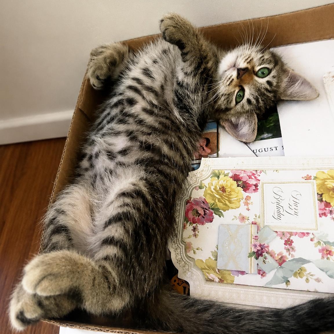 Poco, a Adoptable Domestic Short Hair in Charlotte, NC image 3/4
