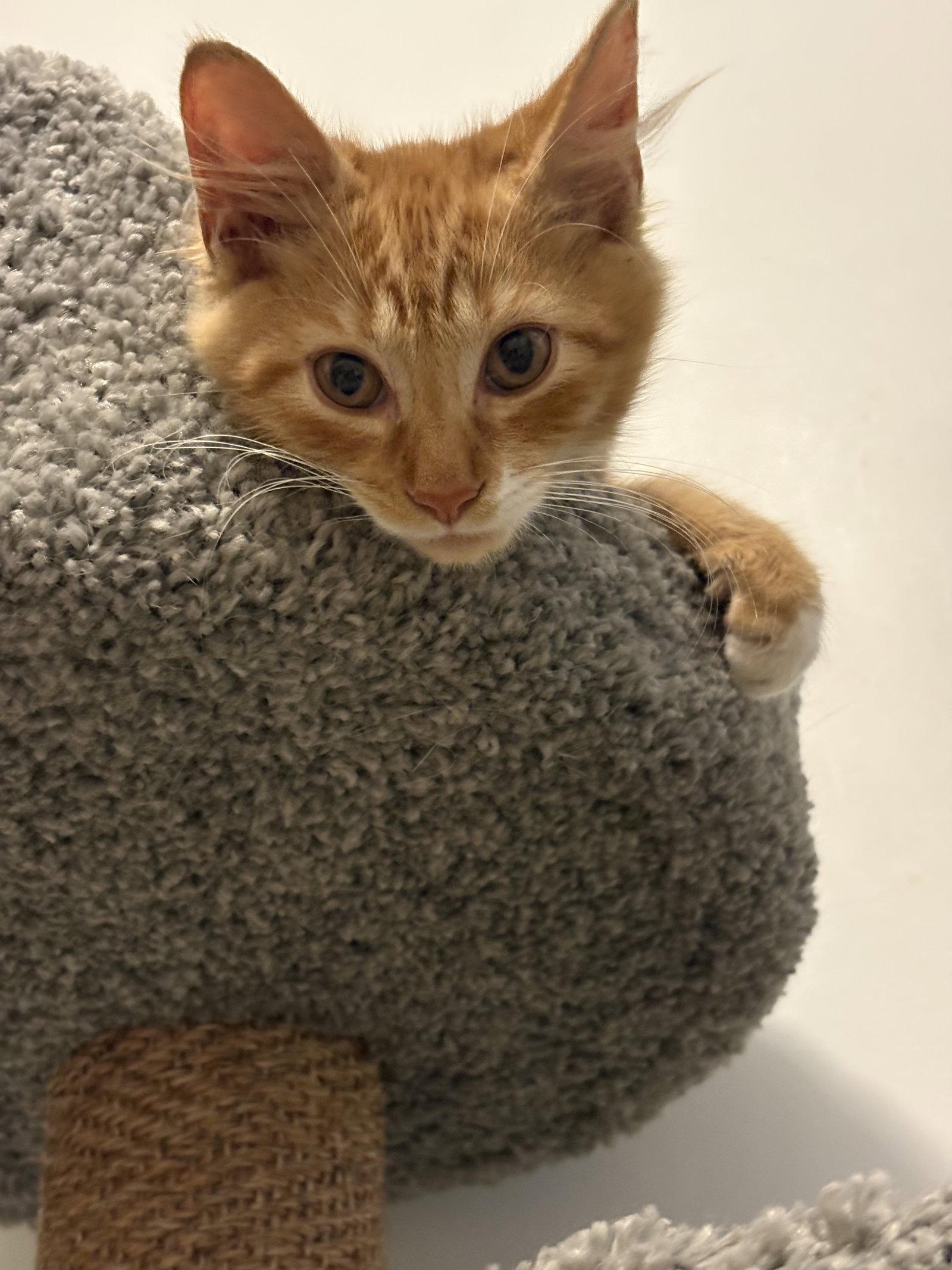 Enlarge Soren, a Adoptable Domestic Medium Hair in Seaford, DE image 1/3