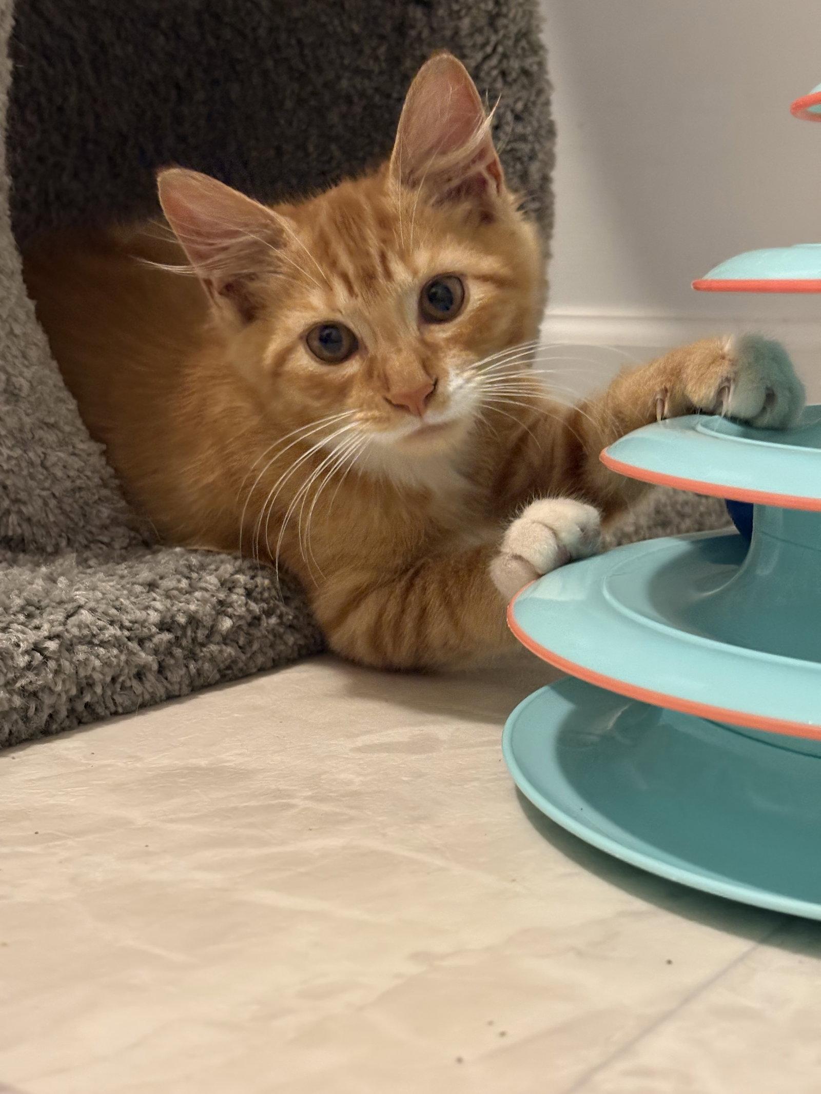 Enlarge Soren, a Adoptable Domestic Medium Hair in Seaford, DE image 2/3