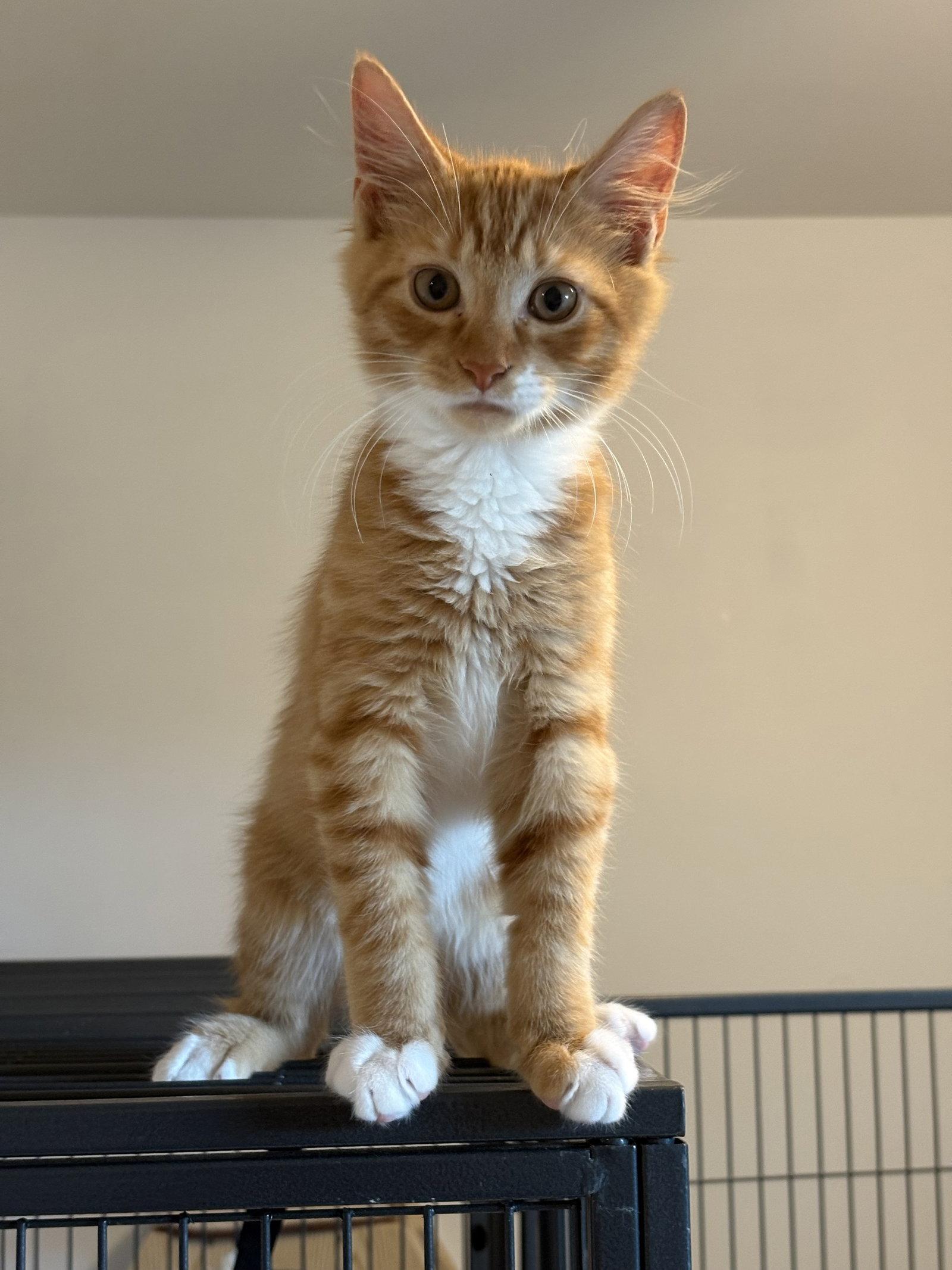 Enlarge Soren, a Adoptable Domestic Medium Hair in Seaford, DE image 3/3