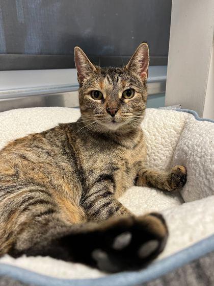 Enlarge Sweets, a Adoptable Domestic Short Hair in Chicago, IL image 1/3