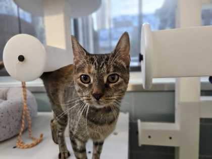 Enlarge Sweets, a Adoptable Domestic Short Hair in Chicago, IL image 2/3