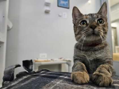 Enlarge Sweets, a Adoptable Domestic Short Hair in Chicago, IL image 3/3