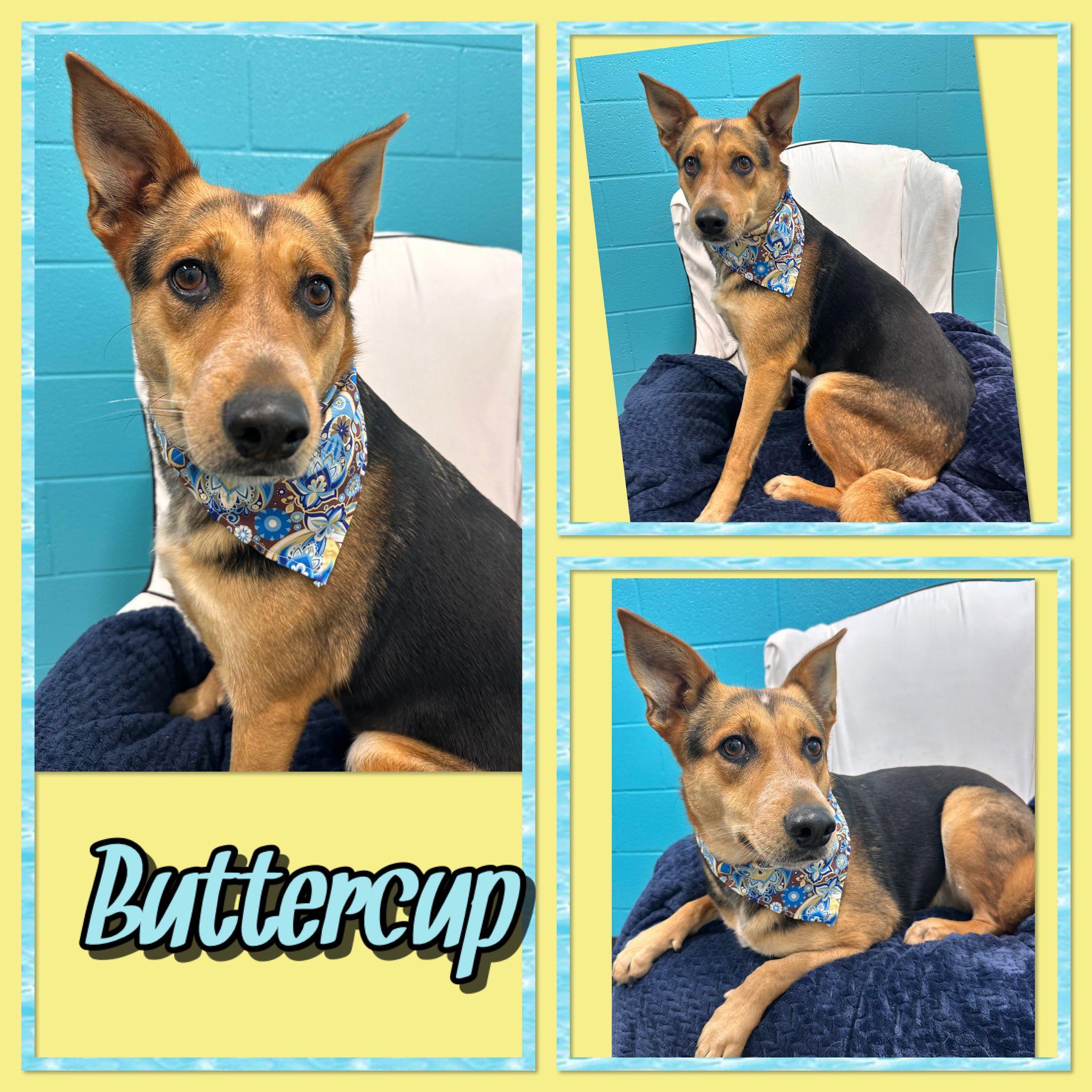 Buttercup, ADOPTABLE, Adult Female German Shepherd Dog.