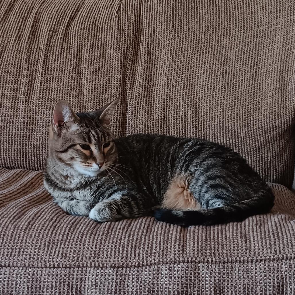 Enlarge Reagan - Bonded to Archie, a Adoptable Domestic Short Hair in Middleton, WI image 1/3