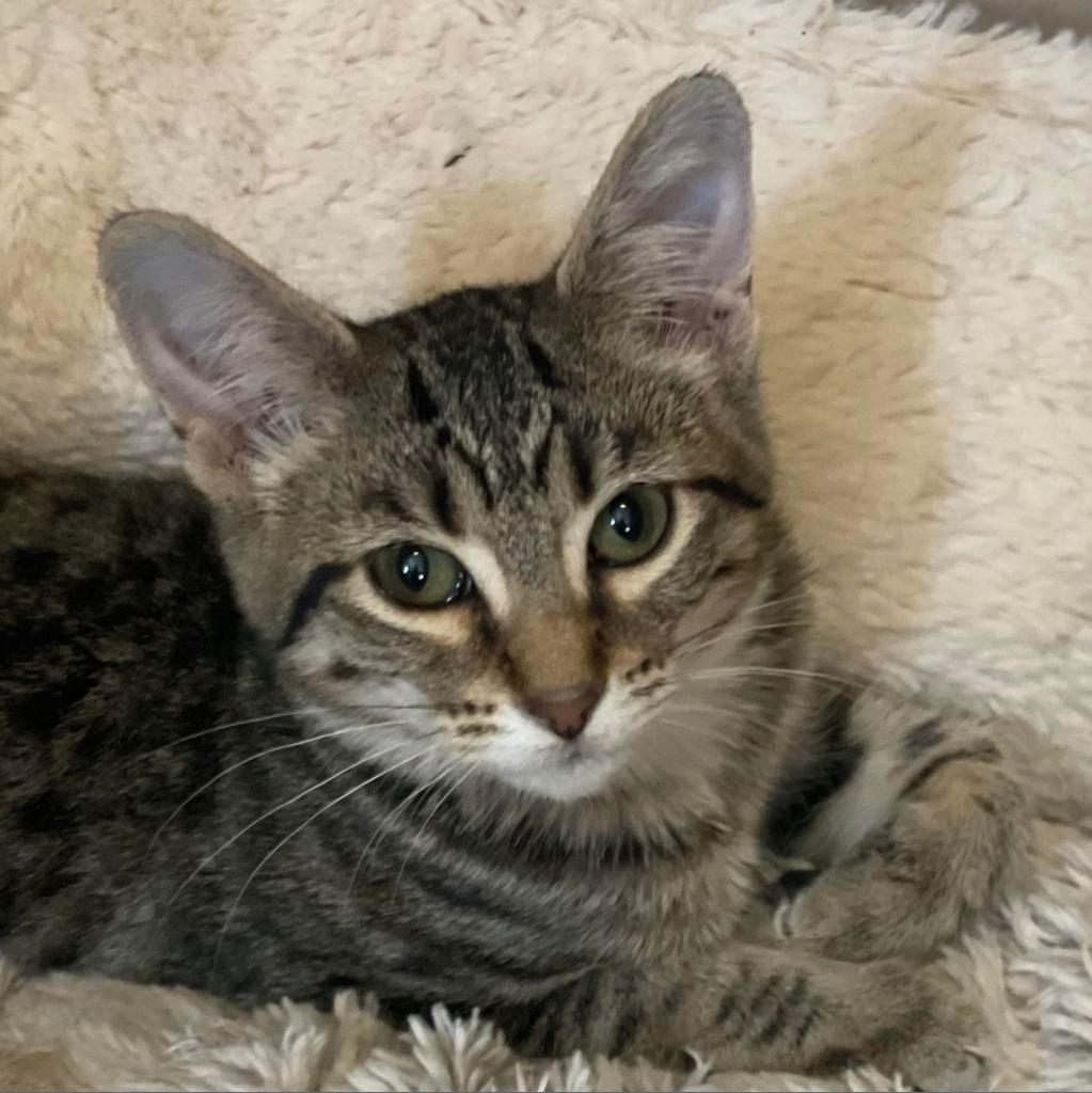 Enlarge Reagan - Bonded to Archie, a Adoptable Domestic Short Hair in Middleton, WI image 2/3