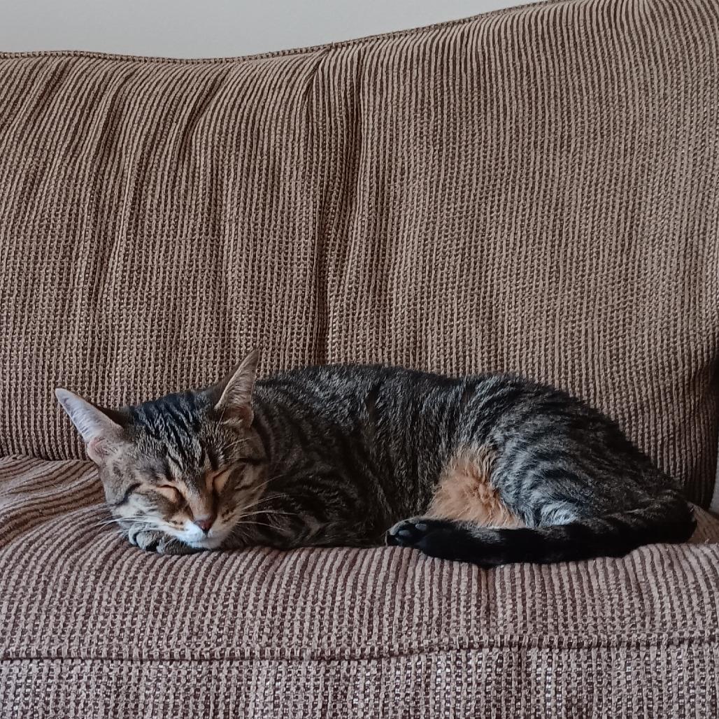 Enlarge Reagan - Bonded to Archie, a Adoptable Domestic Short Hair in Middleton, WI image 3/3