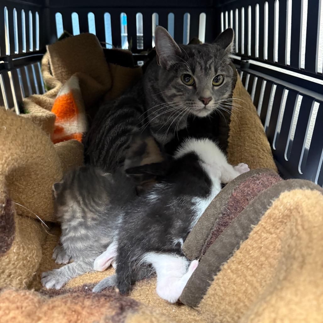 Mommatu, Adoptable, Adult Female Domestic Short Hair.