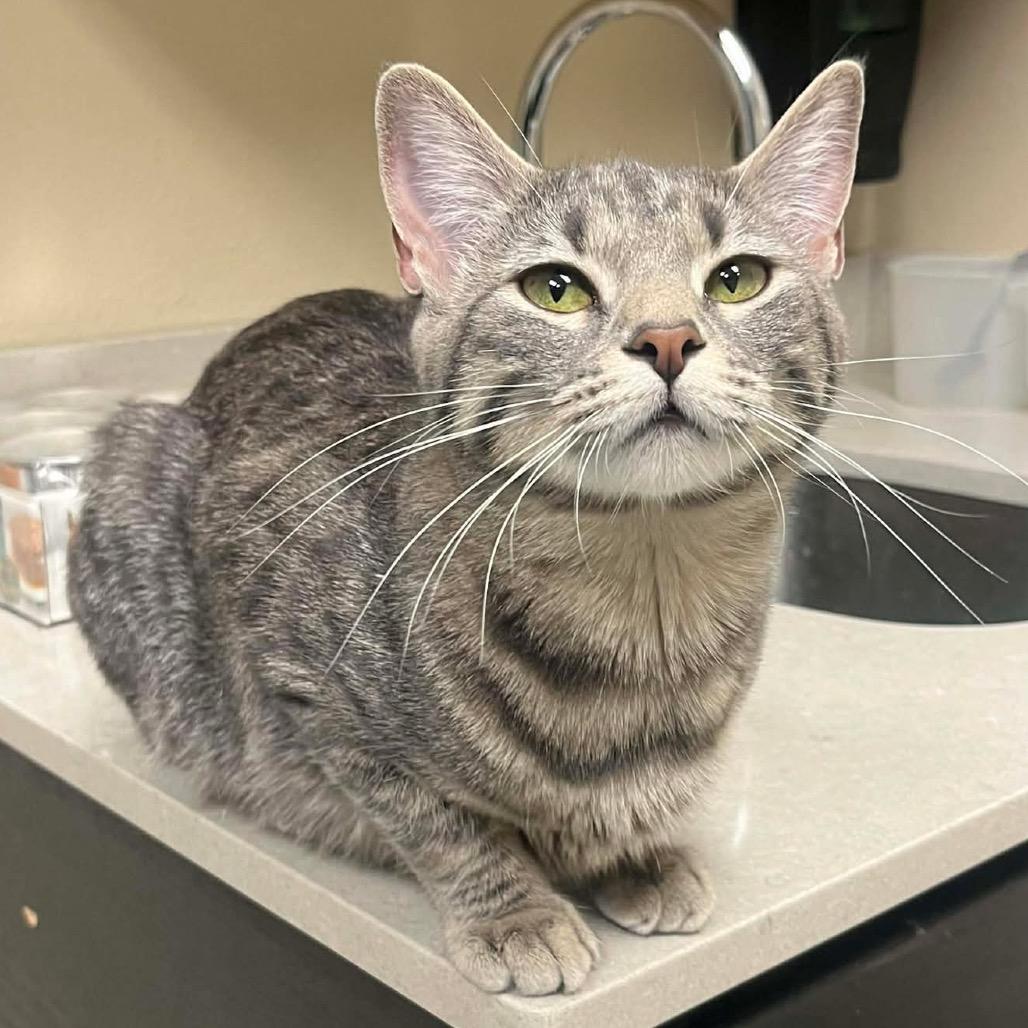 Enlarge Mommatu, a Adoptable Domestic Short Hair in Bismarck, ND image 2/5