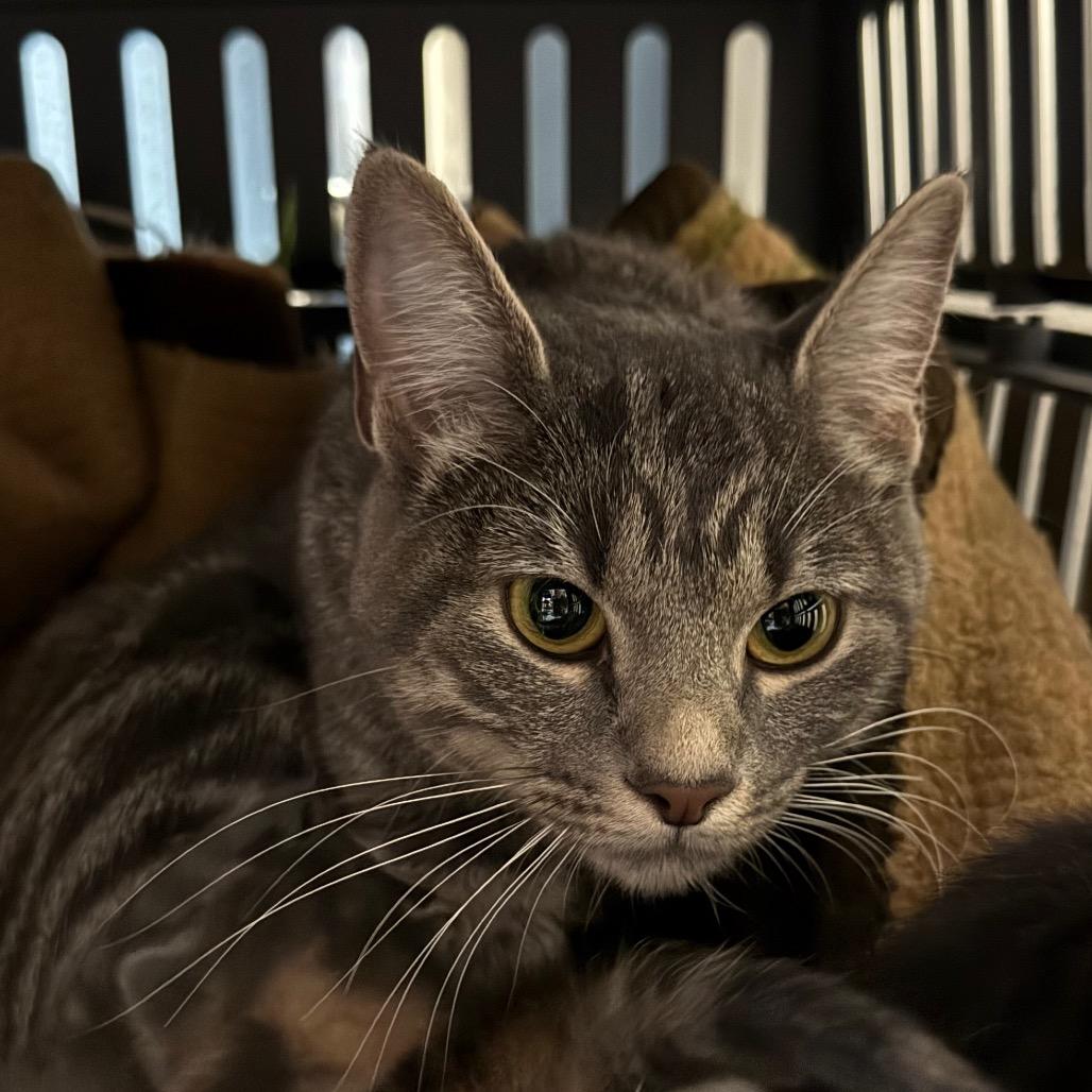 Enlarge Mommatu, a Adoptable Domestic Short Hair in Bismarck, ND image 3/5