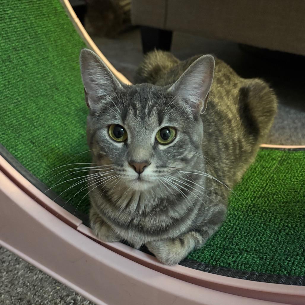Enlarge Mommatu, a Adoptable Domestic Short Hair in Bismarck, ND image 4/5