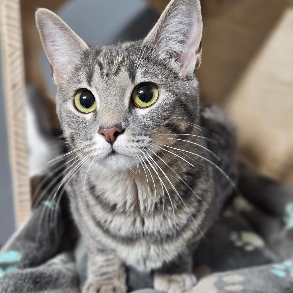 Enlarge Mommatu, a Adoptable Domestic Short Hair in Bismarck, ND image 5/5