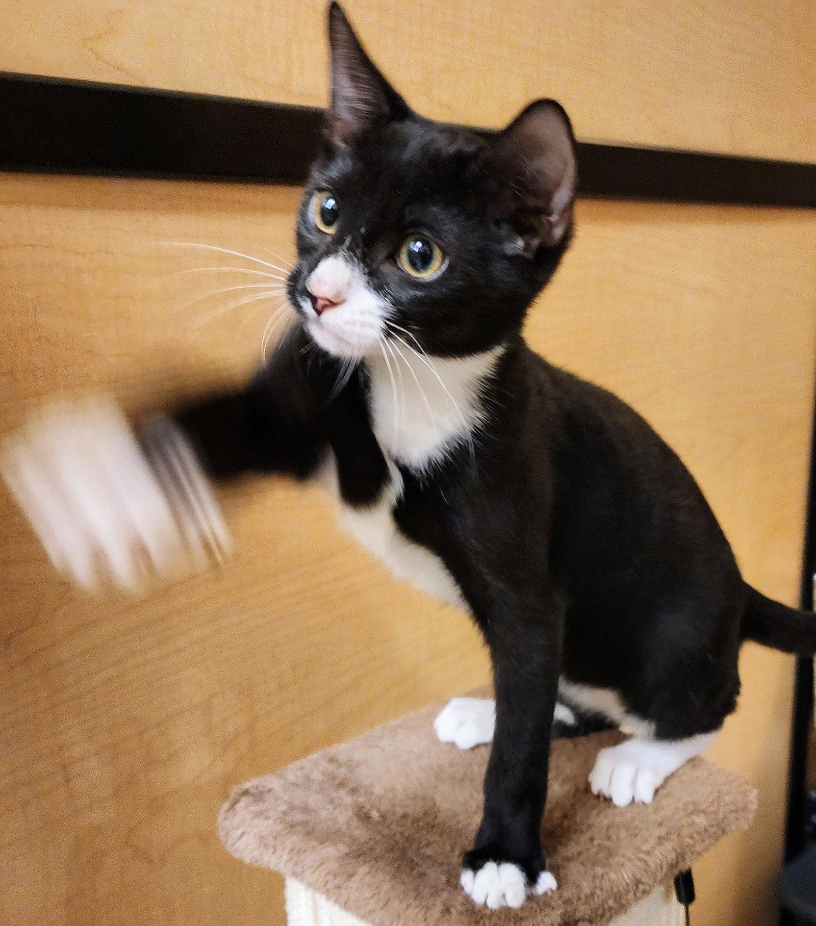 Enlarge Charlie Brown, a Adoptable mixed breed in Garland, TX image 2/3