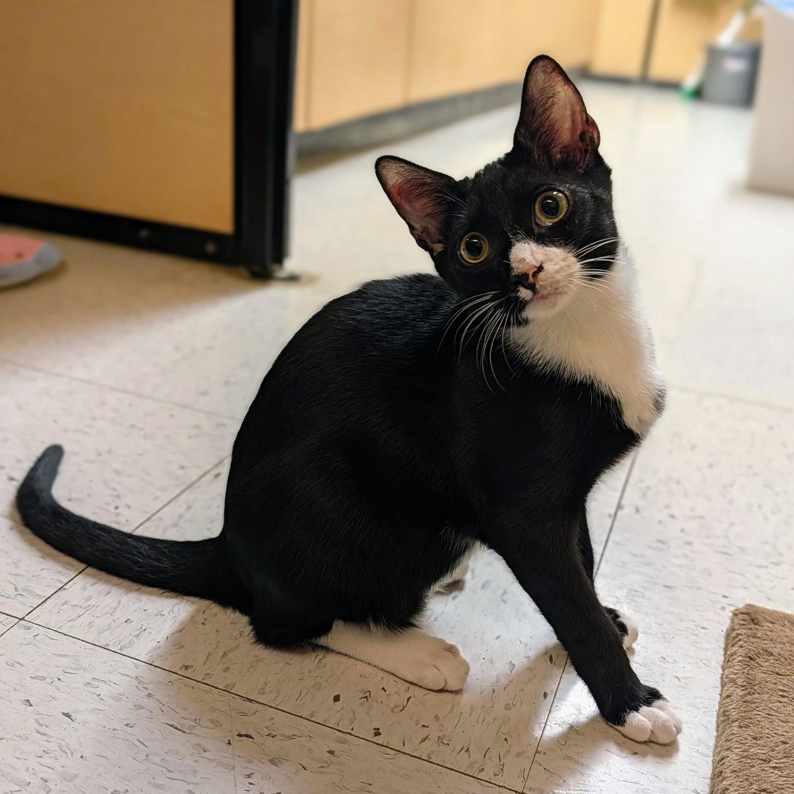 Charlie Brown, Adoptable, Kitten Male Tuxedo & Domestic Short Hair.