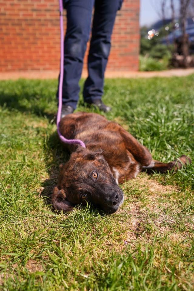 Enlarge Hutch, a ADOPTABLE mixed breed in Stillwater, OK image 2/2