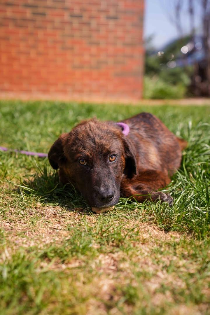 Hutch, ADOPTABLE, Young Male Shepherd.