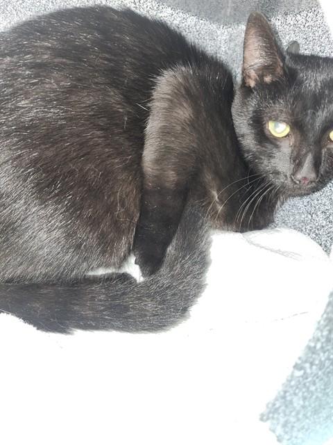 Enlarge TUMBLE, a Adoptable Domestic Short Hair in Newton, NC image 1/1