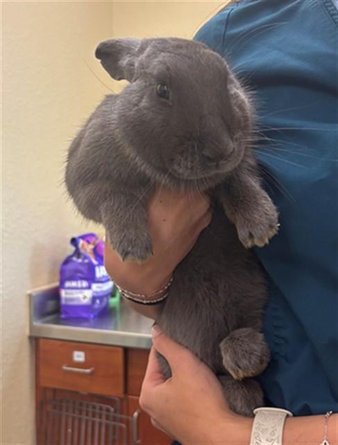 THUMPER, Adoptable, Young Male Bunny Rabbit.
