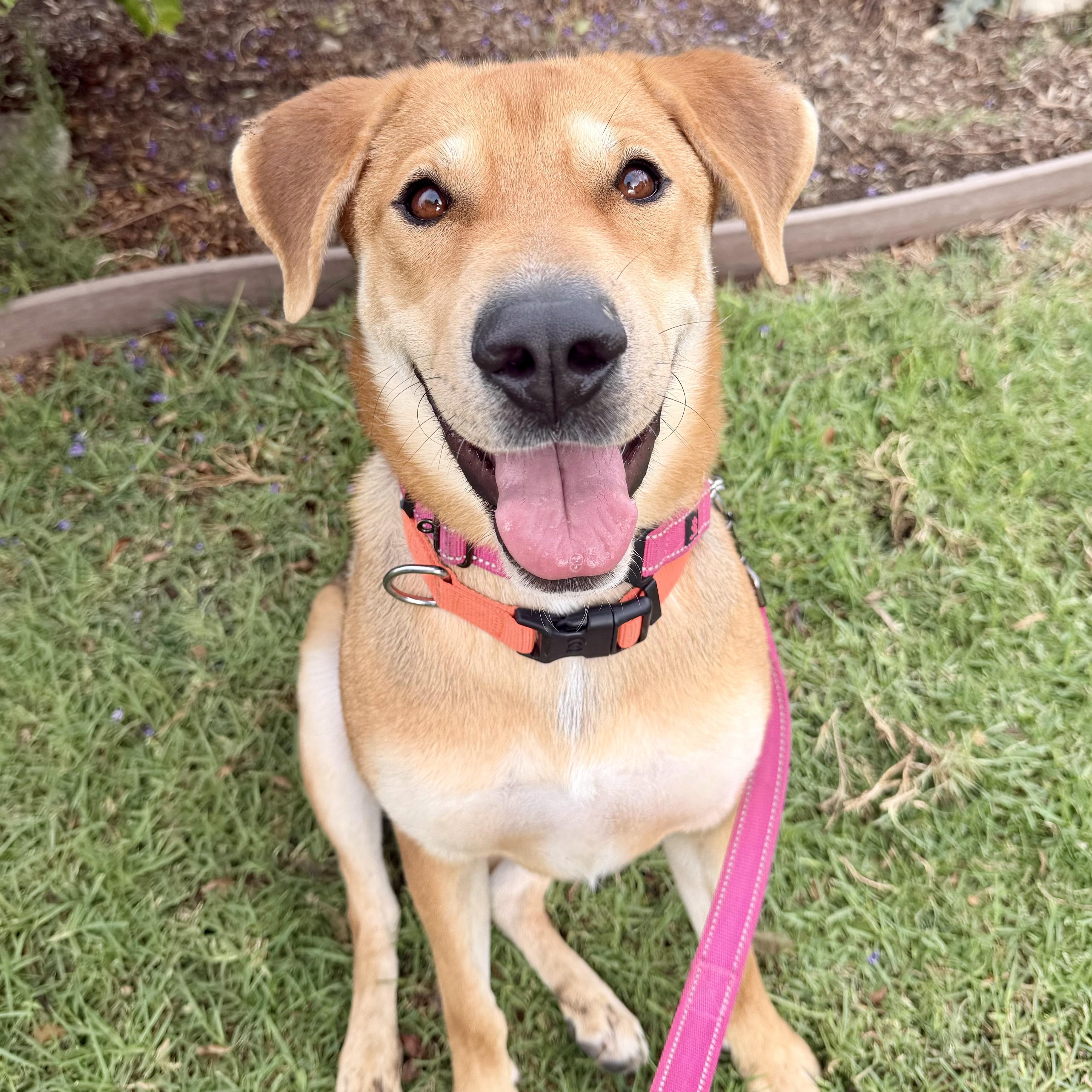 KORA, Adoptable, Young Female Shepherd.