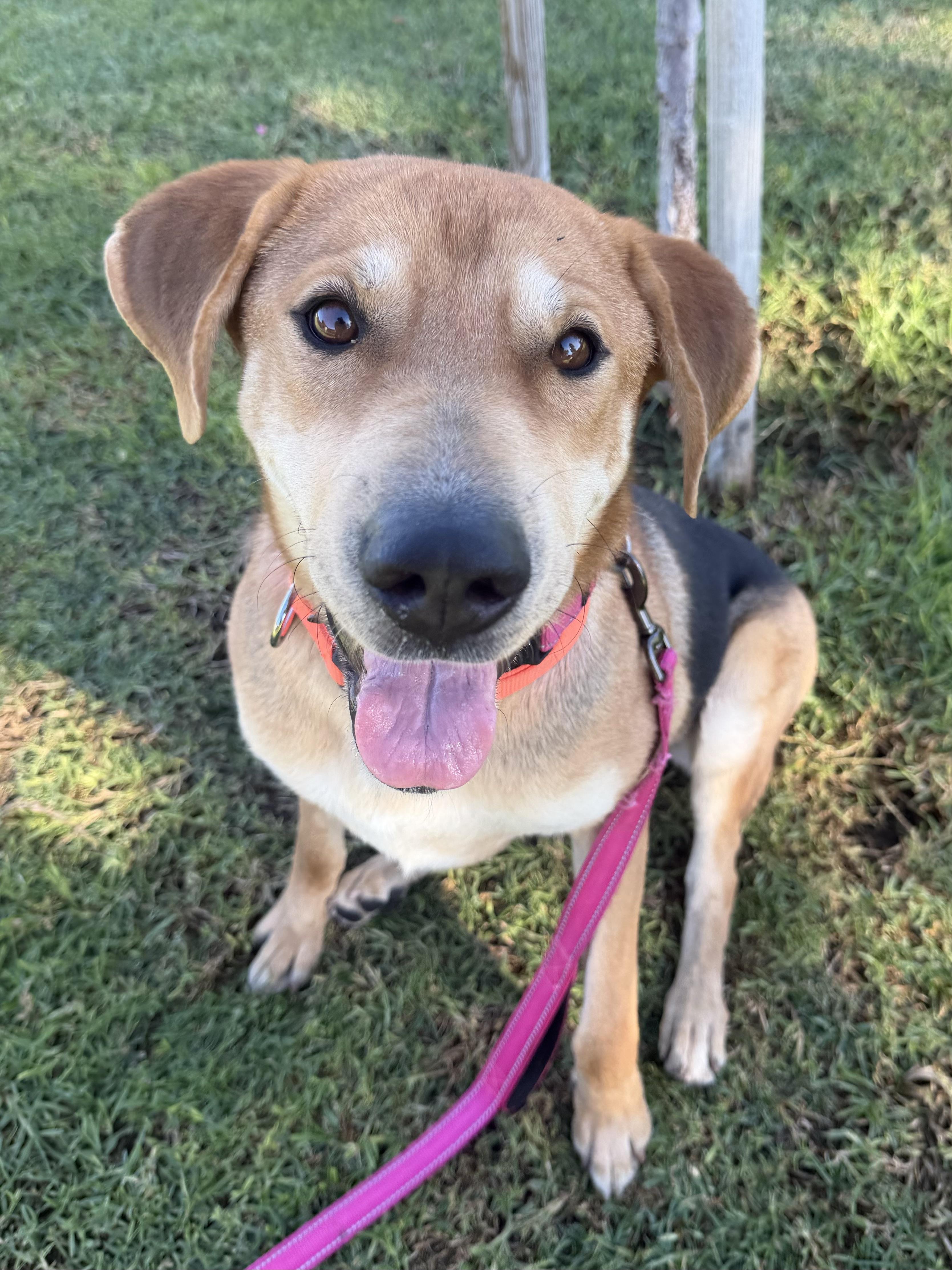Enlarge KORA, a Adoptable mixed breed in Thousand Oaks, CA image 2/6
