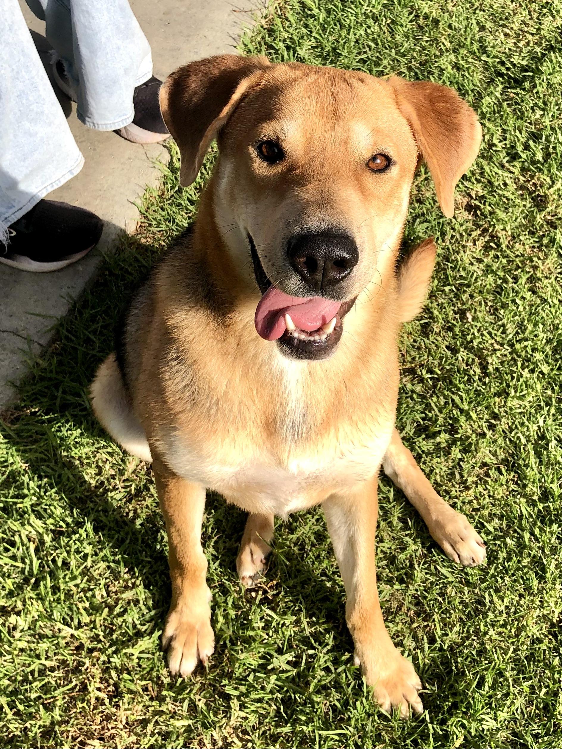 Enlarge KORA, a Adoptable mixed breed in Thousand Oaks, CA image 3/6