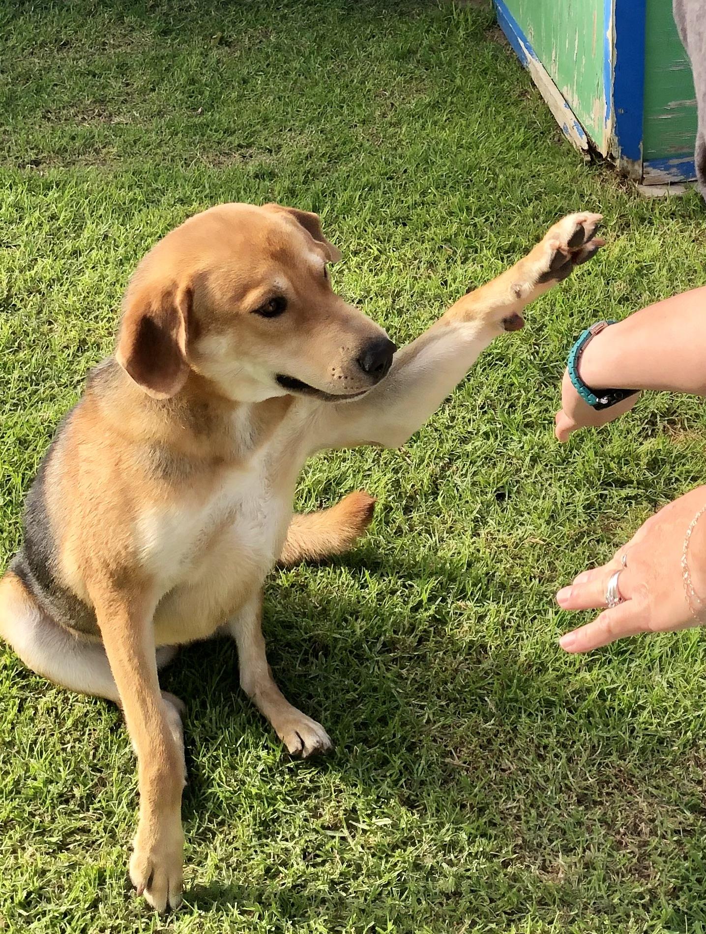 Enlarge KORA, a Adoptable mixed breed in Thousand Oaks, CA image 5/6