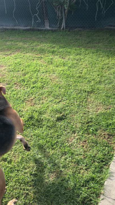 Enlarge KORA, a Adoptable mixed breed in Thousand Oaks, CA video 6/6
