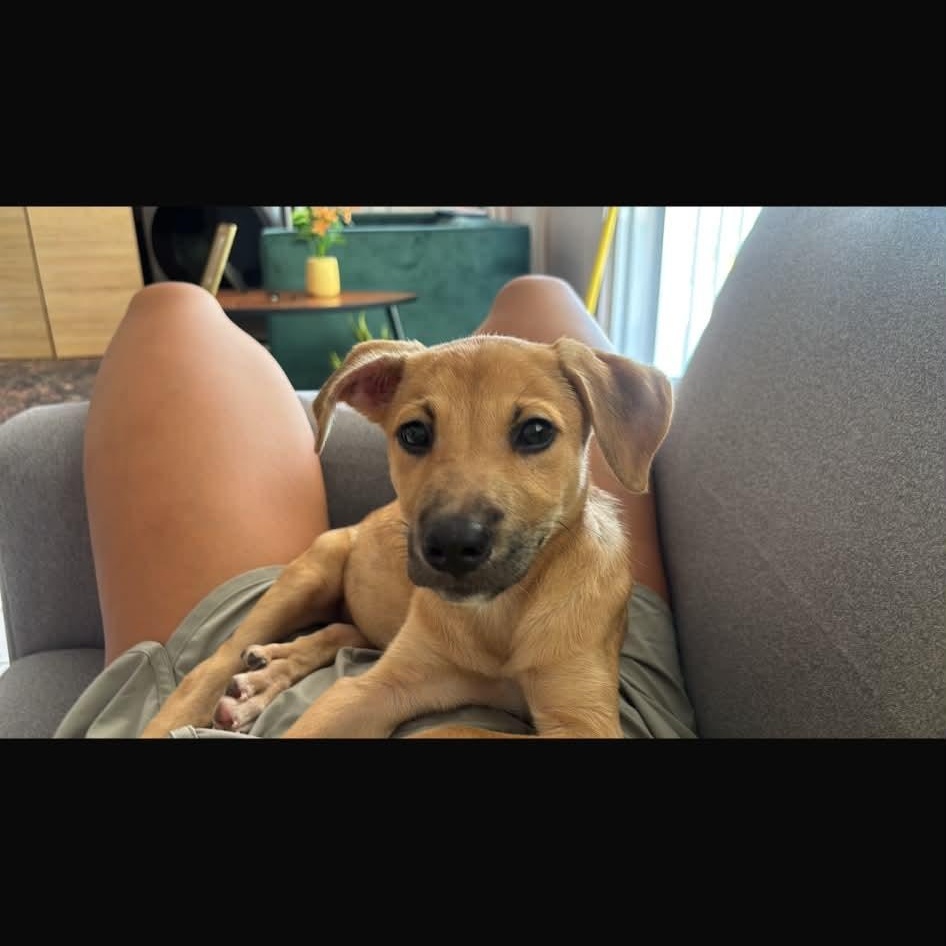 Enlarge Jule, a Adoptable Mixed Breed in Annapolis, MD image 2/4