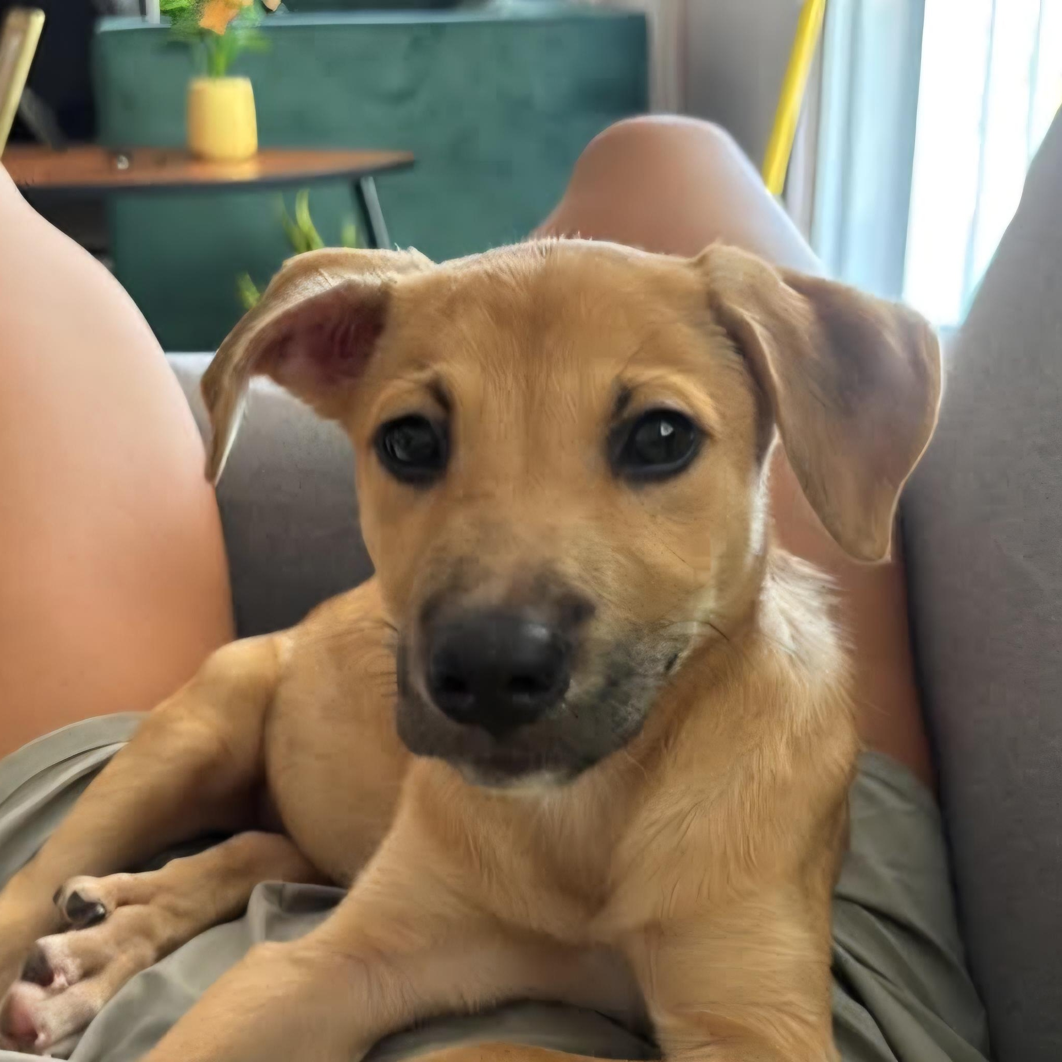 Enlarge Jule, a Adoptable Mixed Breed in Annapolis, MD image 1/4