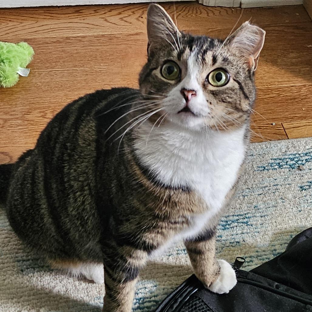 Ginger, Adoptable, Adult Female Domestic Short Hair.