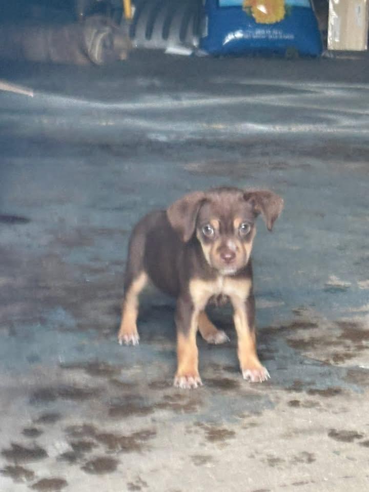 Corazon. ADOPTED, an adopted mixed breed in Union Grove, WI image 1/3