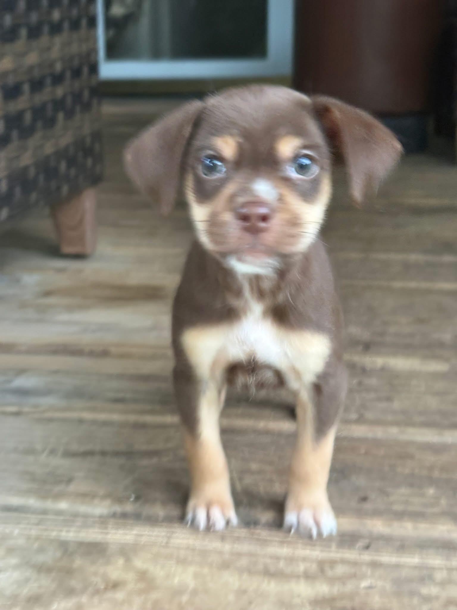 Corazon. ADOPTED, an adopted mixed breed in Union Grove, WI image 2/3