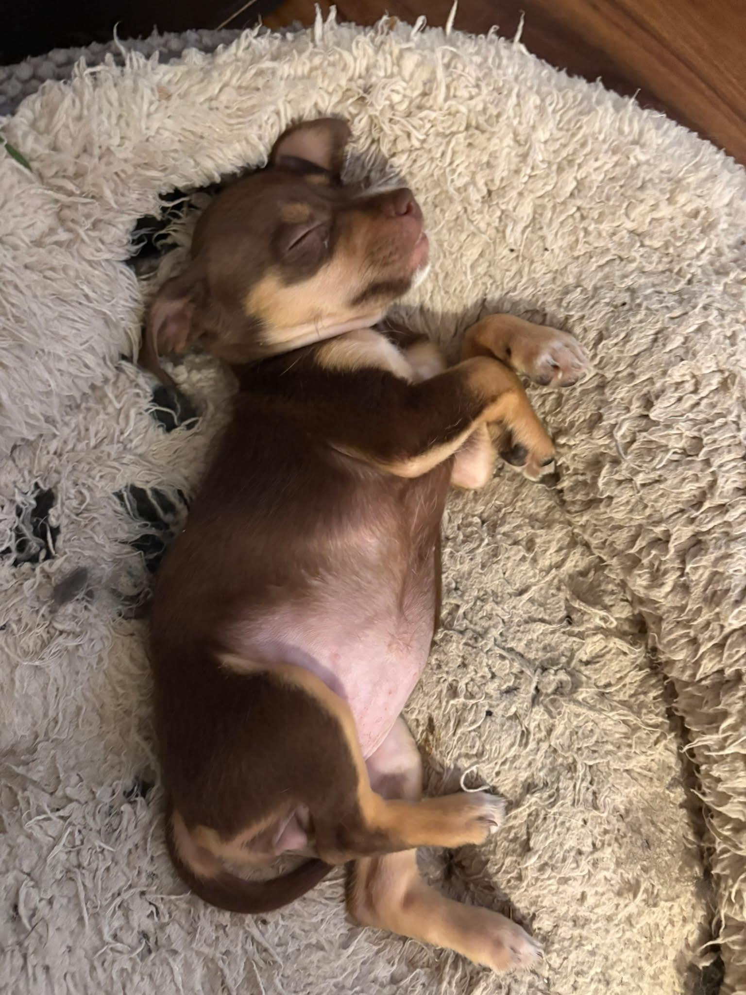 Corazon. ADOPTED, an adopted mixed breed in Union Grove, WI image 3/3