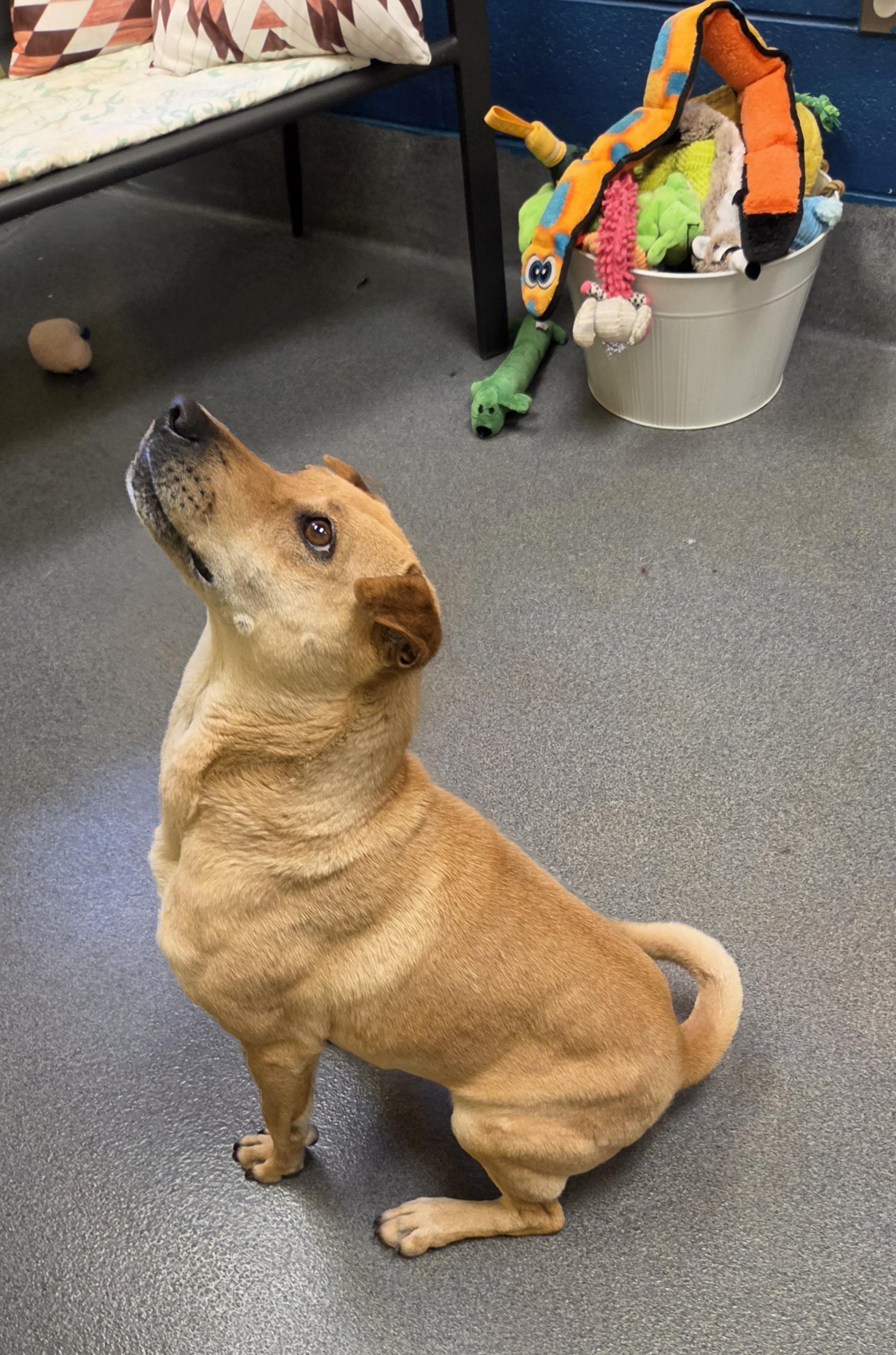 Enlarge sweet Annie, a ADOPTABLE Shar-Pei in Amherst, VA image 5/6