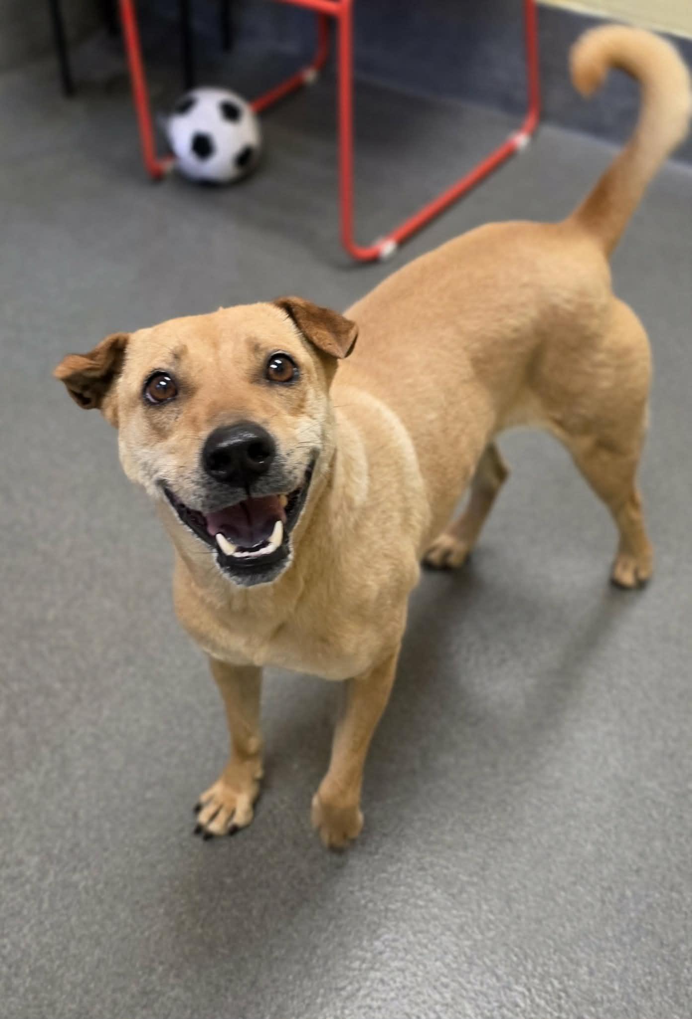 Enlarge sweet Annie, a ADOPTABLE Shar-Pei in Amherst, VA image 4/6
