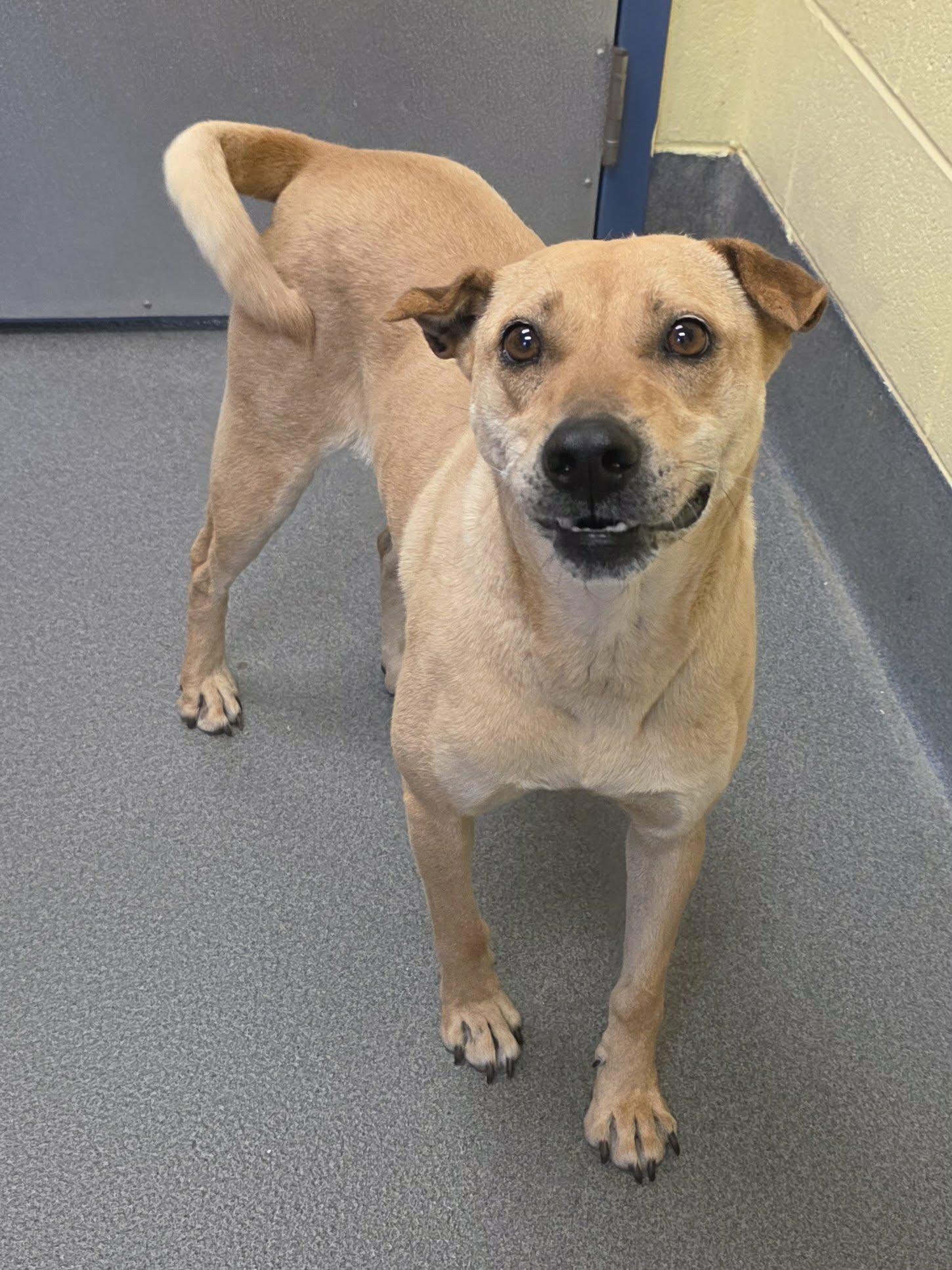 Enlarge sweet Annie, a ADOPTABLE Shar-Pei in Amherst, VA image 3/6