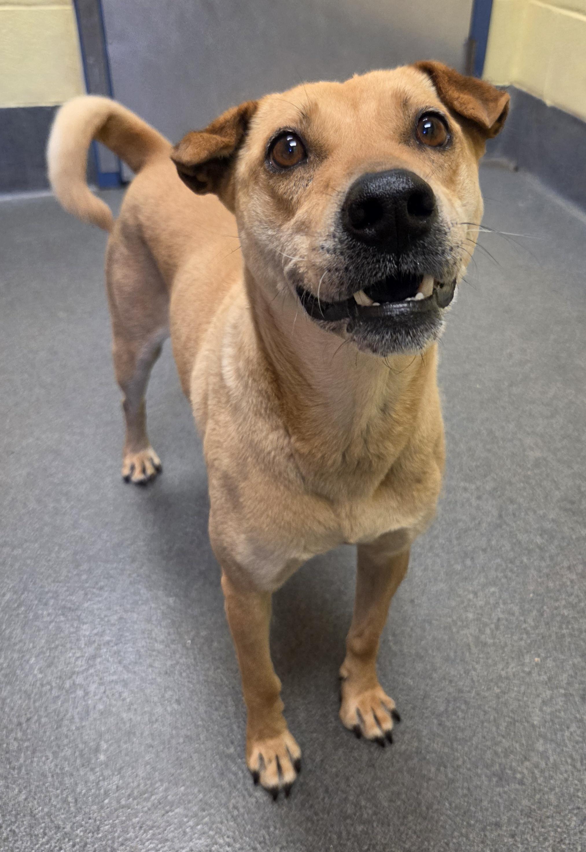 Enlarge sweet Annie, a ADOPTABLE Shar-Pei in Amherst, VA image 6/6