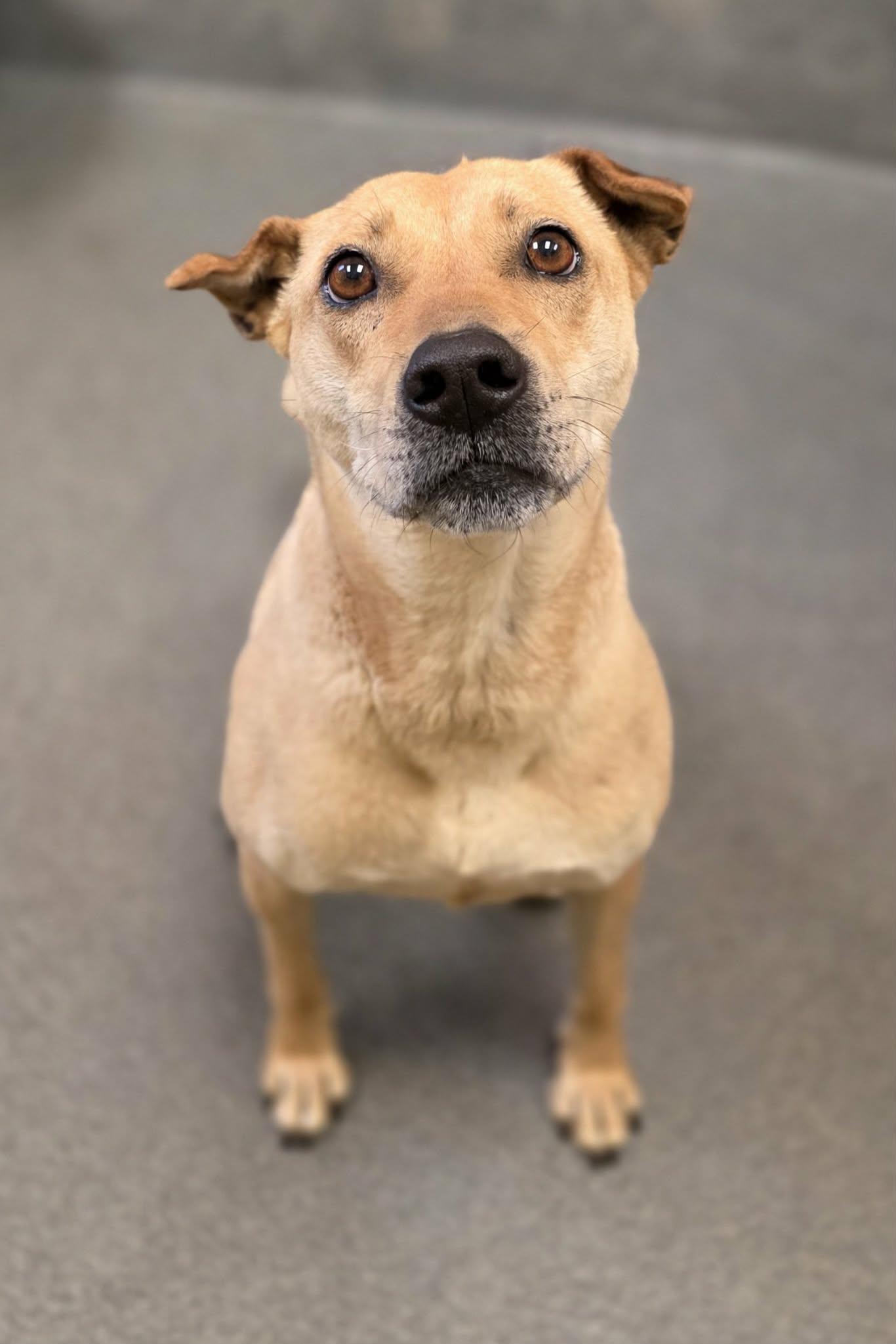 Enlarge sweet Annie, a ADOPTABLE Shar-Pei in Amherst, VA image 2/6