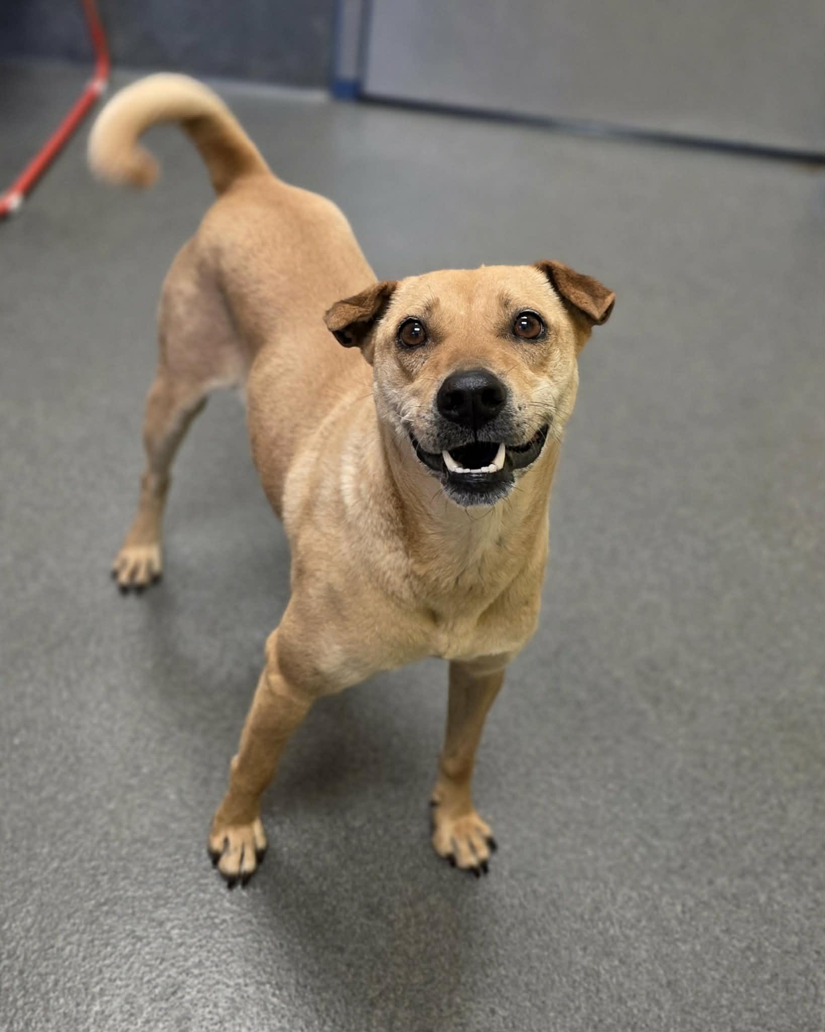 sweet Annie, ADOPTABLE, Adult Female Shar-Pei.