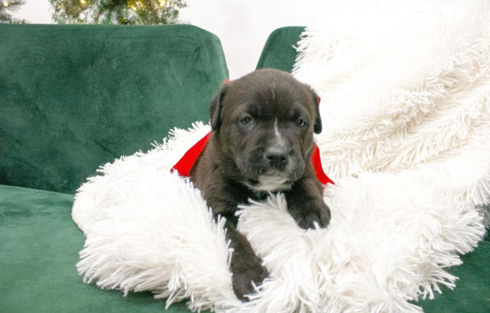 Cocoa, ADOPTABLE, Puppy Female Labrador Retriever.