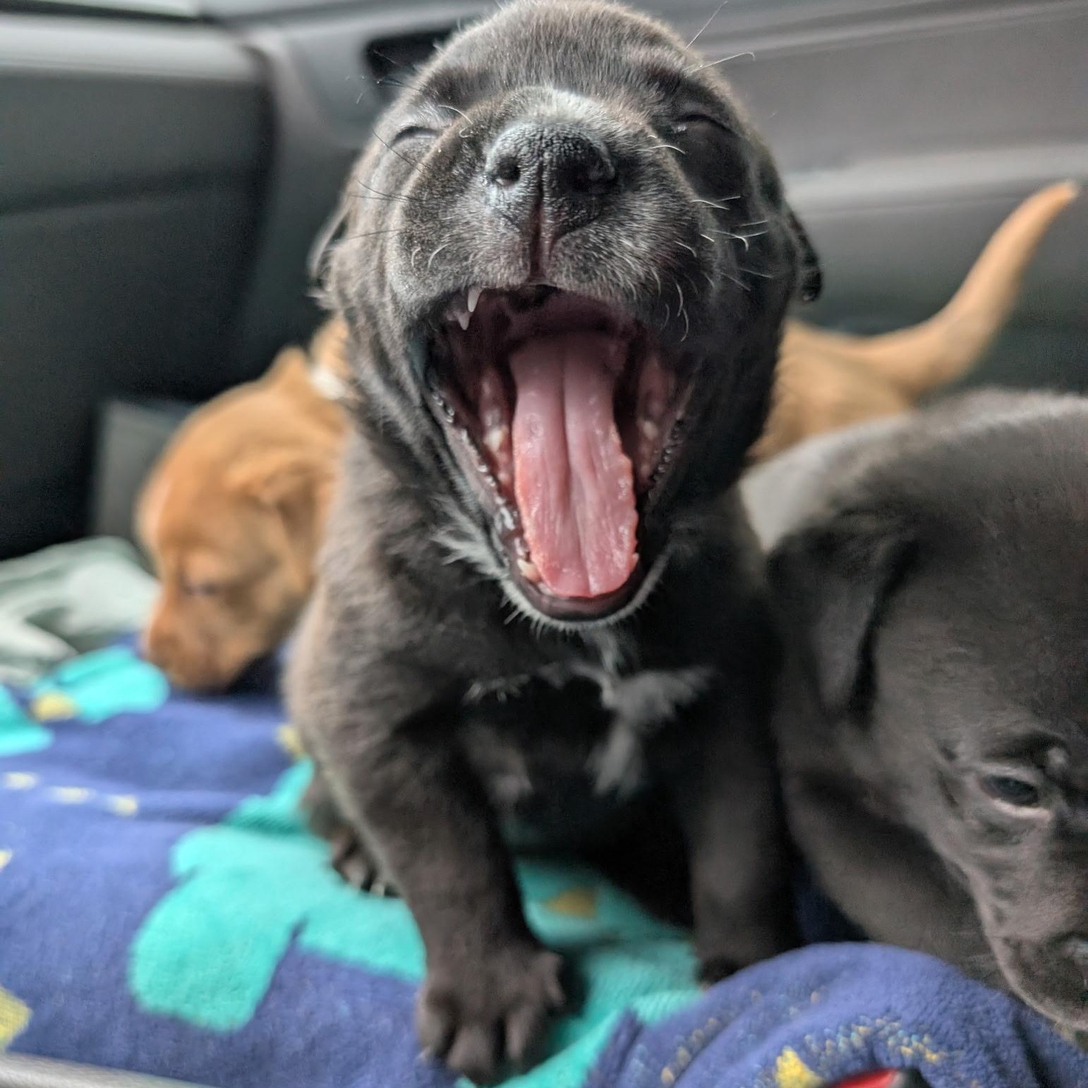 Cocoa, a ADOPTABLE mixed breed in Spring hill, TN image 2/5